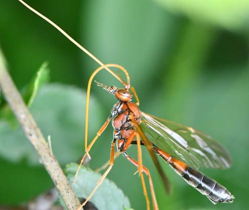 Réf. 322 749 : Eremotylus marginatus